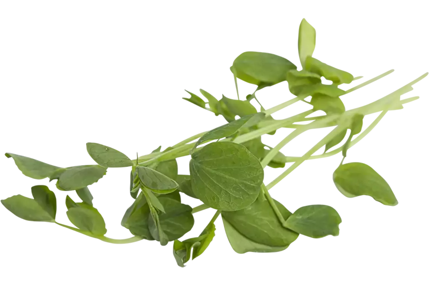 Spring pea 110gr stuk